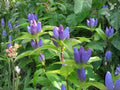 Bottle Gentian Seeds - Heirloom Non-GMO Wildflower for Native Pollinator Gardens, Gentiana andrewsii, Blue Bottle-Shaped Flowers