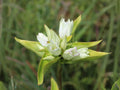 Cream Gentian Seeds – Heirloom Non-GMO Wildflower for Native Gardens, Pollinator Gardens, Gentiana flavida