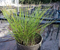 Dwarf Horsetail Rush Live Pond Plant – Equisetum scirpoides Hardy Aquatic Marginal Bog Garden
