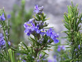 Heirloom Rosemary Herb Seeds – Culinary, Mediterranean Flavor, Perennial, Drought-Tolerant, 50 Seeds
