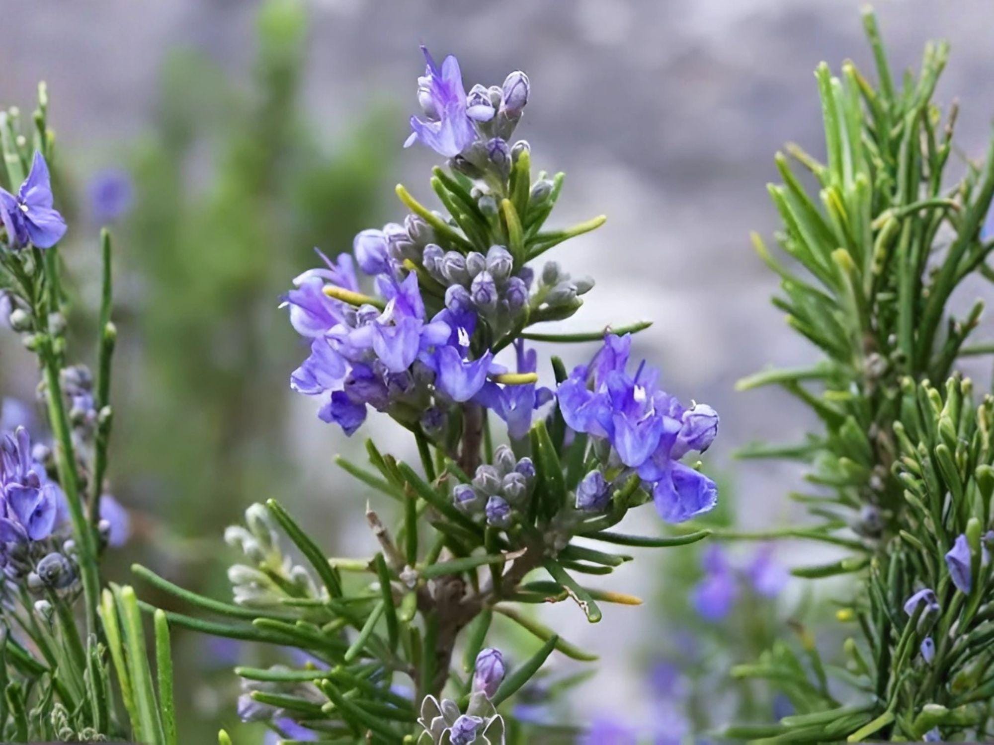Heirloom Rosemary Herb Seeds – Culinary, Mediterranean Flavor, Perennial, Drought-Tolerant, 50 Seeds