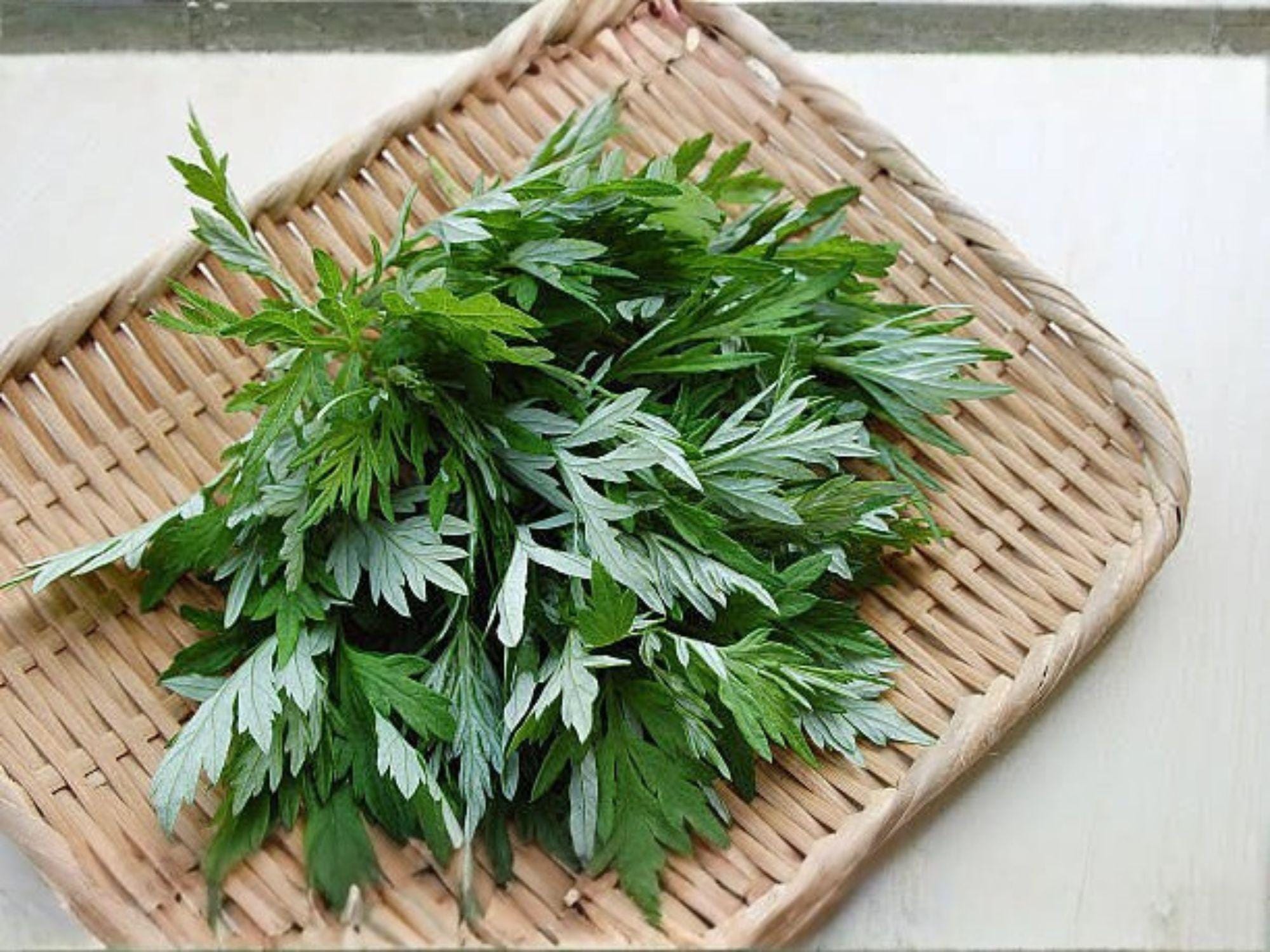Japanese Mugwort Seeds – 30 Artemisia princeps Herb Seeds for Culinary & Herbal Use, Perennial Green Plant