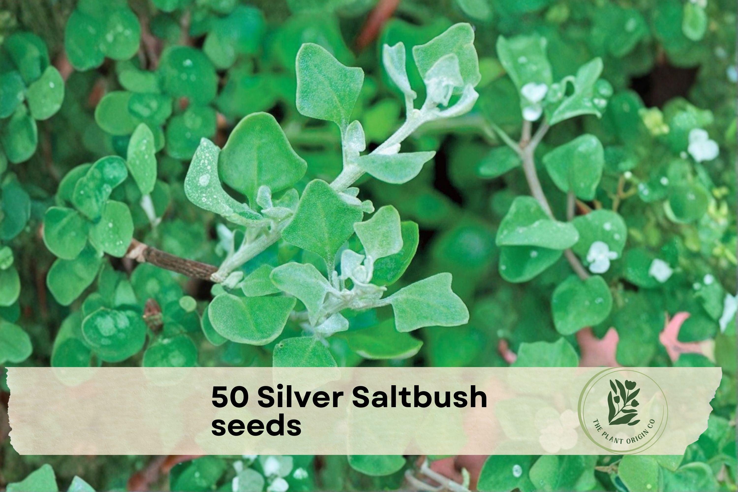 50 Silver Saltbush Seeds - Drought-Tolerant Atriplex canescens for Desert Landscaping & Bonsai