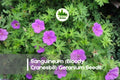 Sanguineum Bloody Cranesbill Geranium Seeds - Bright Pink Perennial for Borders & Rock Gardens, Geranium sanguineum