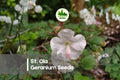 25+ St. Ola Geranium Seeds - White Hardy Perennial for Borders, Rock Gardens & Containers - Geranium spp.