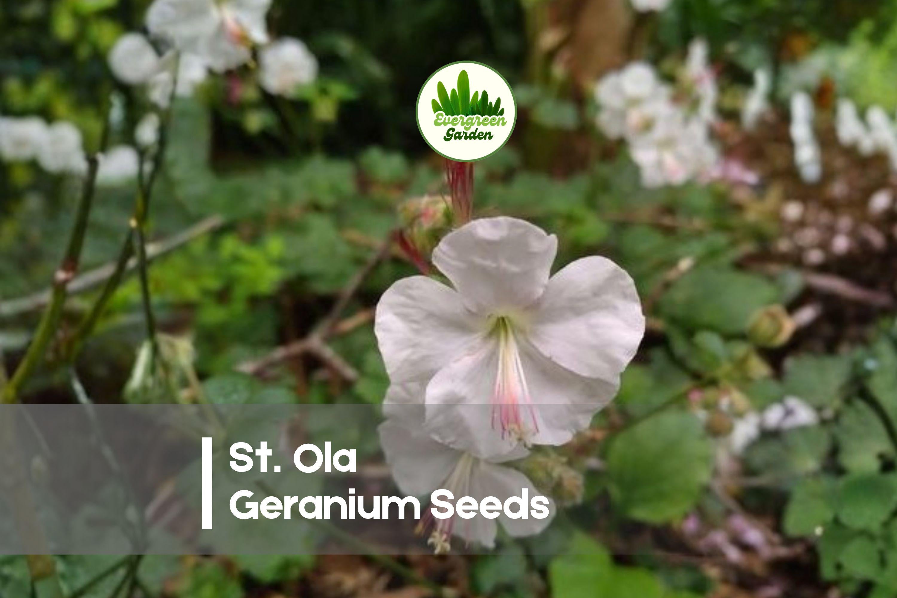25+ St. Ola Geranium Seeds - White Hardy Perennial for Borders, Rock Gardens & Containers - Geranium spp.