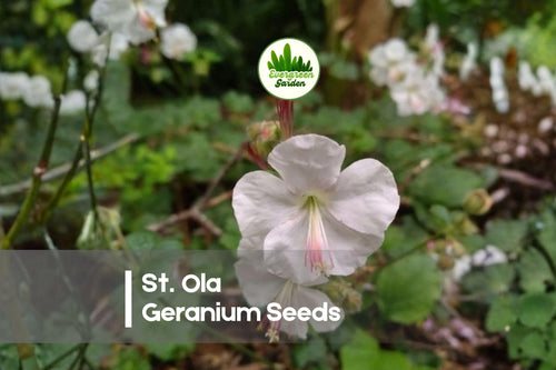 25+ St. Ola Geranium Seeds - White Hardy Perennial for Borders, Rock Gardens & Containers - Geranium spp.