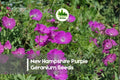 New Hampshire Purple Geranium Seeds - Hardy Perennial with Vibrant Purple Blooms, Geranium spp. for Borders, Rock Gardens & Landscaping