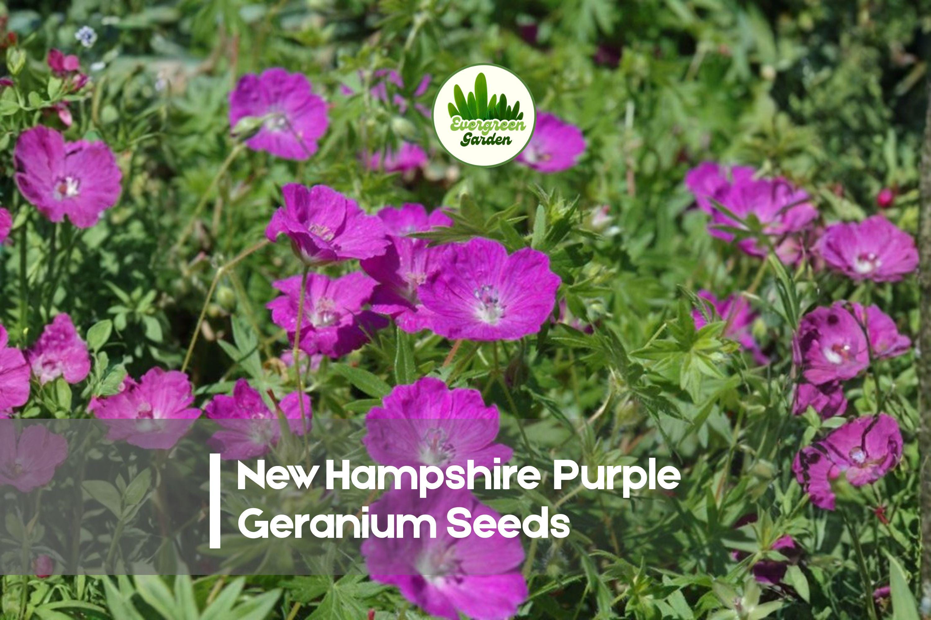New Hampshire Purple Geranium Seeds - Hardy Perennial with Vibrant Purple Blooms, Geranium spp. for Borders, Rock Gardens & Landscaping