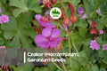 Czakor Geranium Seeds | Pink Hardy Perennial Ground Cover | Geranium macrorrhizum, Drought-Tolerant, Low Maintenance