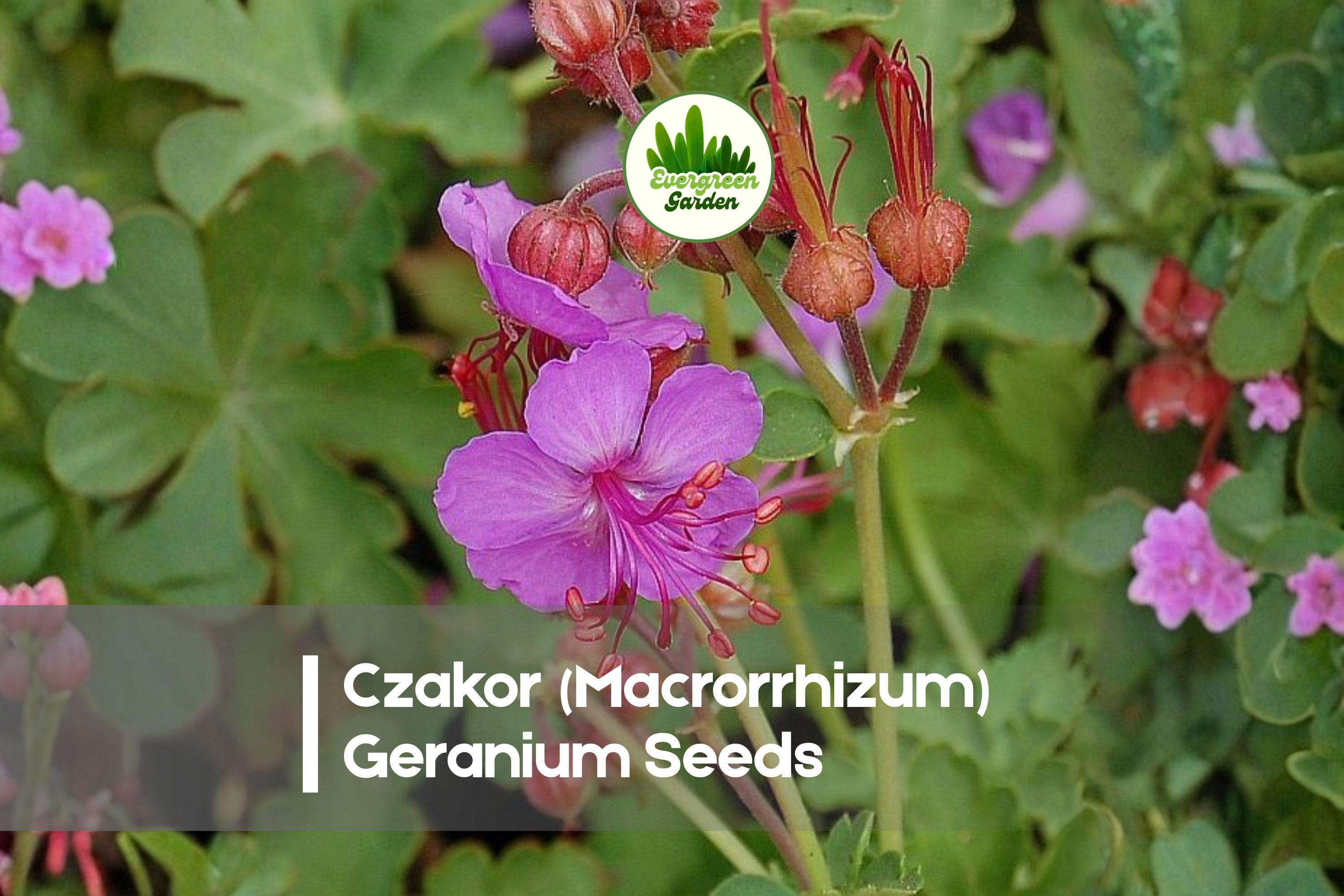 Czakor Geranium Seeds | Pink Hardy Perennial Ground Cover | Geranium macrorrhizum, Drought-Tolerant, Low Maintenance
