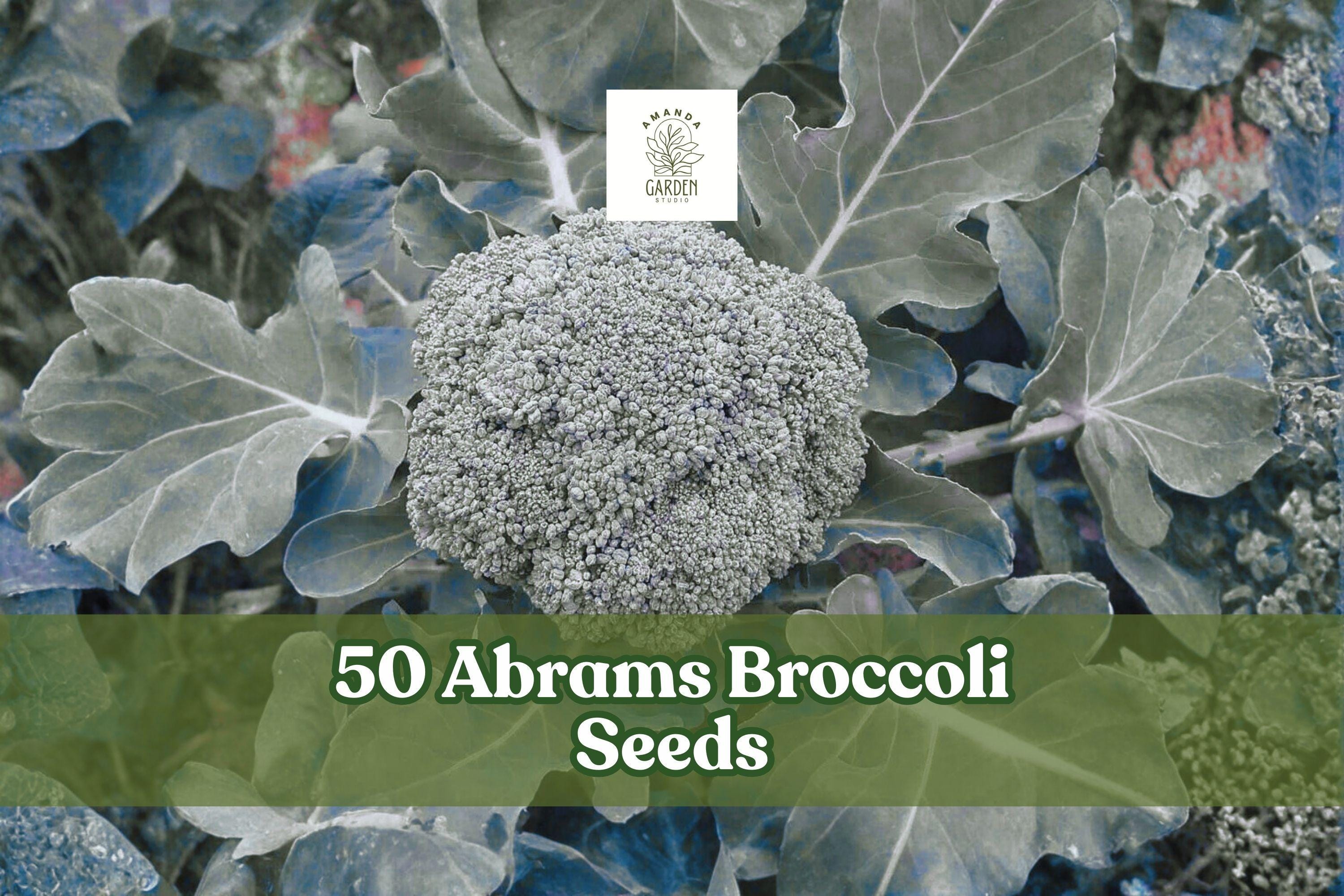 Abrams Broccoli Seeds – Heirloom Vegetable Garden, Dark Green, Dome-Shaped Crowns, Brassica oleracea, 50 Seeds