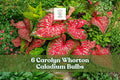 Carolyn Whorton Caladium Bulbs – Pink Green Tropical Foliage Plant for Shade Gardens & Containers – Caladium bicolor