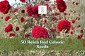 Reien Red Celosia Seeds – Scarlet Cockscomb Flower – Annual Garden Flower – Celosia cristata for Cut Flowers & Borders