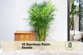 10 Bamboo Palm Seeds - Chamaedorea seifrizii Tropical Indoor & Outdoor Ornamental Palm for Gardening