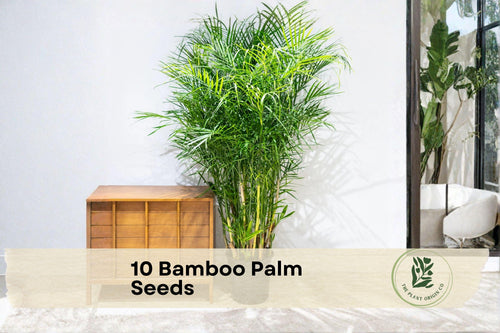 10 Bamboo Palm Seeds - Chamaedorea seifrizii Tropical Indoor & Outdoor Ornamental Palm for Gardening