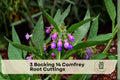 3 Bocking 14 Comfrey Root Cuttings | Perennial Herb, Symphytum × uplandicum, Purple Flowers, Garden Bed Plant