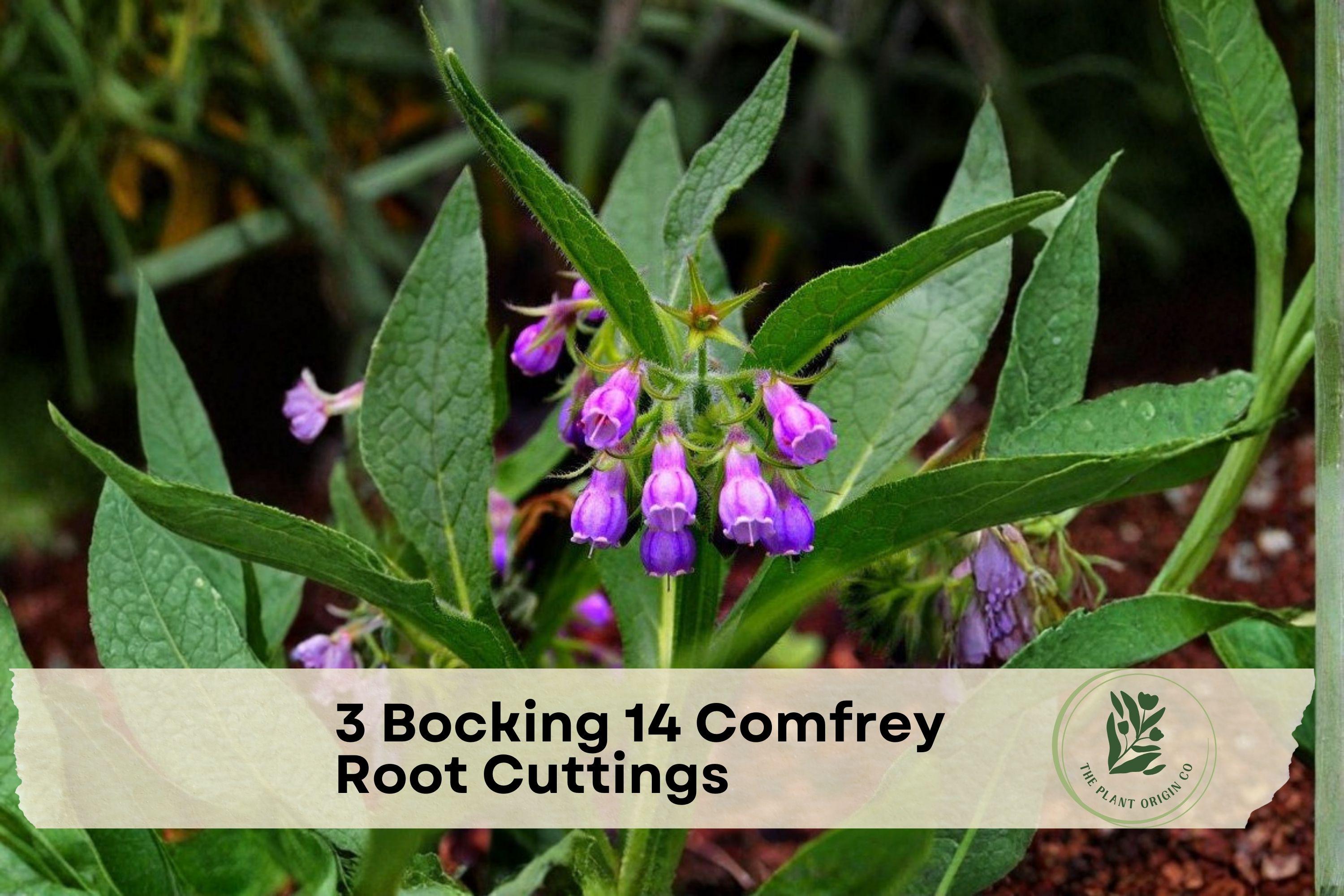 3 Bocking 14 Comfrey Root Cuttings | Perennial Herb, Symphytum × uplandicum, Purple Flowers, Garden Bed Plant