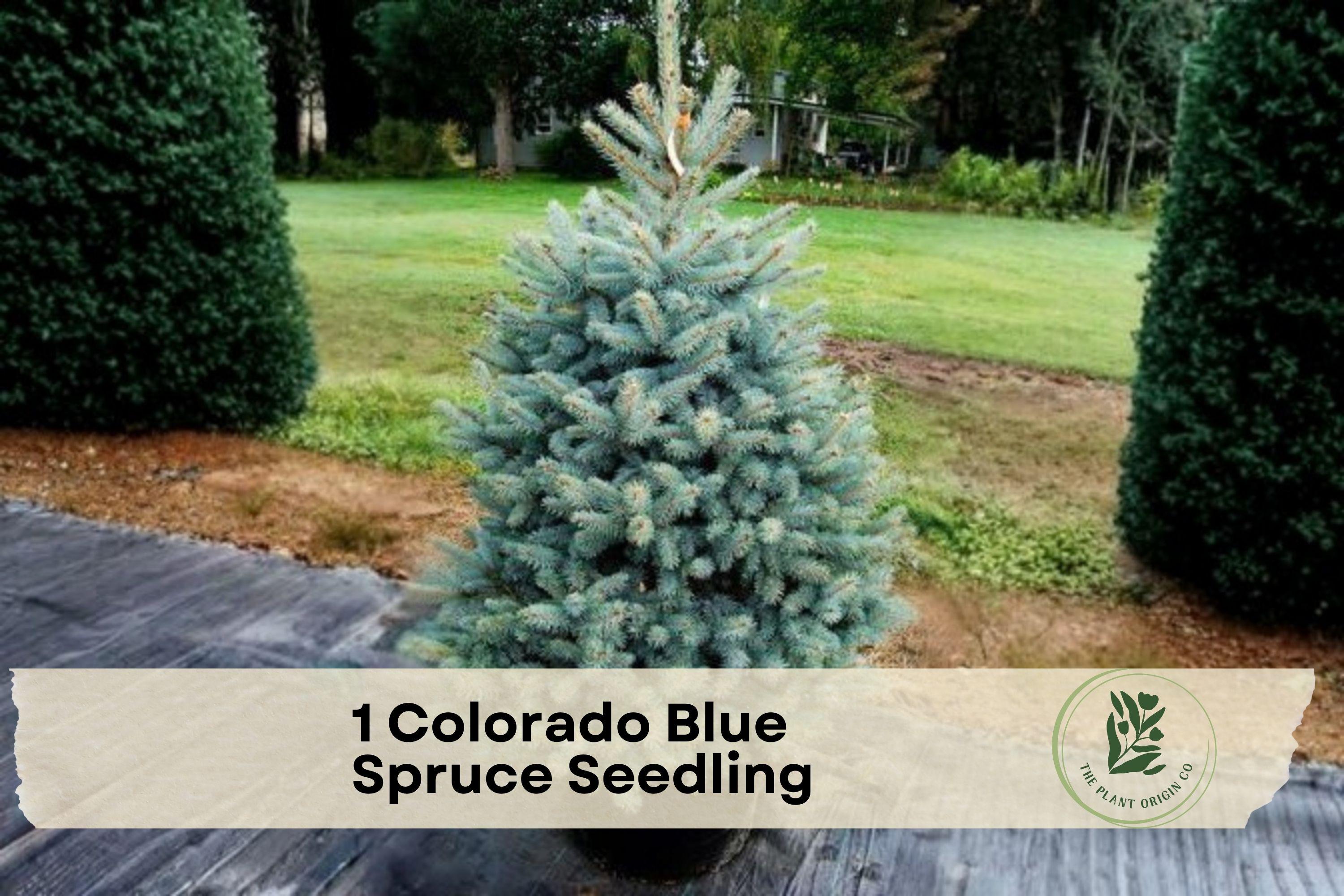Colorado Blue Spruce Seedling – Picea pungens Evergreen Tree with Blue-Green Needles for Landscaping
