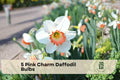 Pink Charm Daffodil Bulbs – Narcissus Perennial, White Flowers with Pink Trumpet, Spring Blooming, 5 Bulbs