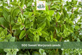 500 Sweet Marjoram Herb Seeds – Fragrant Culinary Herb, Heirloom, Compact Growth, Origanum majorana, Container & Garden Bed Plant