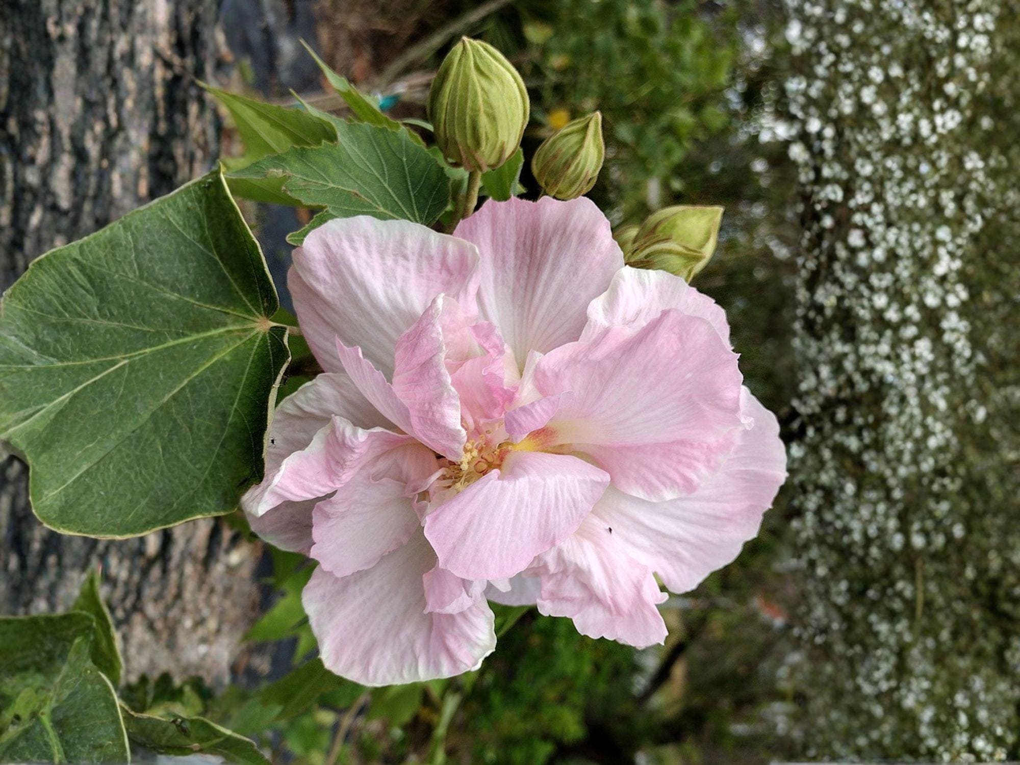 False Confederate Rose Seeds, Hibiscus paramutabilis, Heirloom Non-GMO Flower Seeds for Garden, Pollinator, Ornamental Landscape