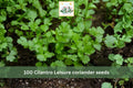 Cilantro Seeds Leisure Coriander Seeds 100 Slow Bolt Herb Garden Seeds Coriandrum sativum