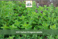 Italian Oregano Seeds – 100 Heirloom Perennial Herb Garden Seeds for Mediterranean, Herb Gardens, Containers, Borders