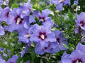 Rose of Sharon Seeds – Heirloom Non-GMO Hibiscus syriacus Flowering Shrub, Garden Plants, Ornamental Landscape Seeds