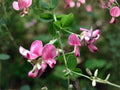 Korean Lespedeza Flower Seeds | Kummerowia Stipulacea | Pink to Purple Groundcover Plant | 100 Seeds