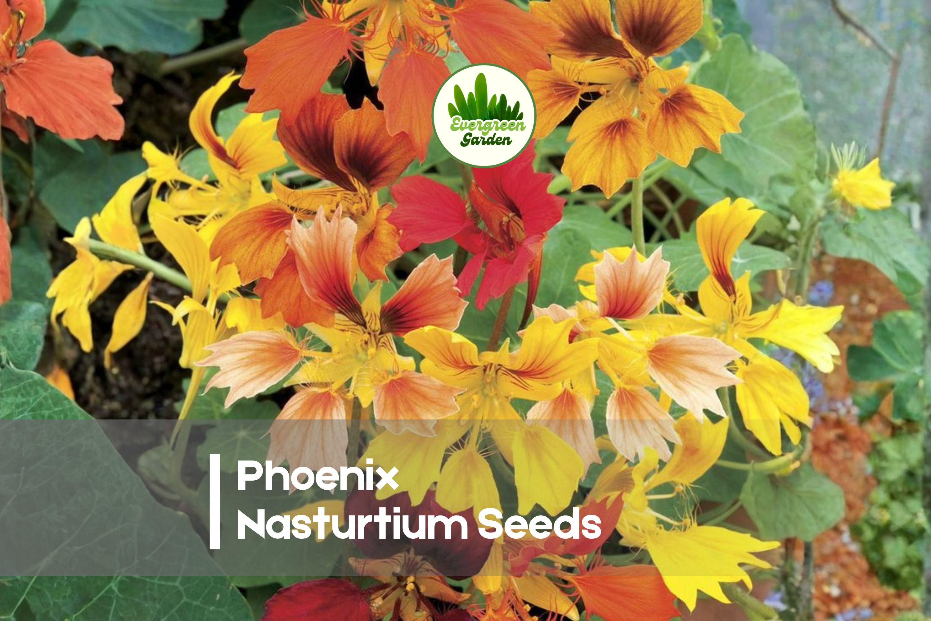 50 Phoenix Nasturtium Seeds – Tropaeolum majus, Fringed Orange Red Yellow Blooms, Edible Flowers, Pollinator Garden, Annual
