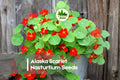 50 Alaska Scarlet Nasturtium Seeds – Vibrant Red Flowers & Variegated Cream Foliage Tropaeolum majus