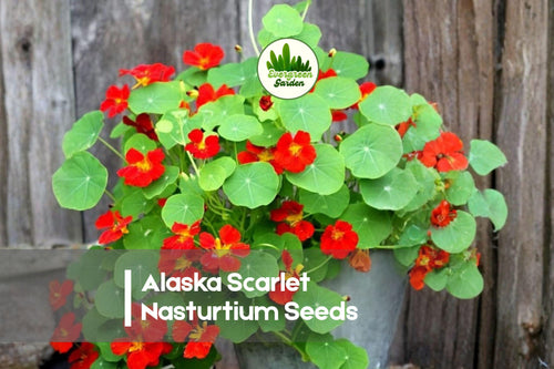 50 Alaska Scarlet Nasturtium Seeds – Vibrant Red Flowers & Variegated Cream Foliage Tropaeolum majus