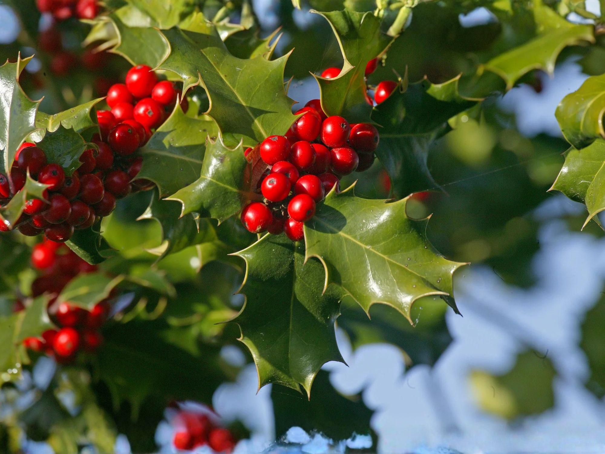 English Holly Seeds – 10 Ilex aquifolium Evergreen Tree Seeds for Ornamental Landscaping and Holiday Decor