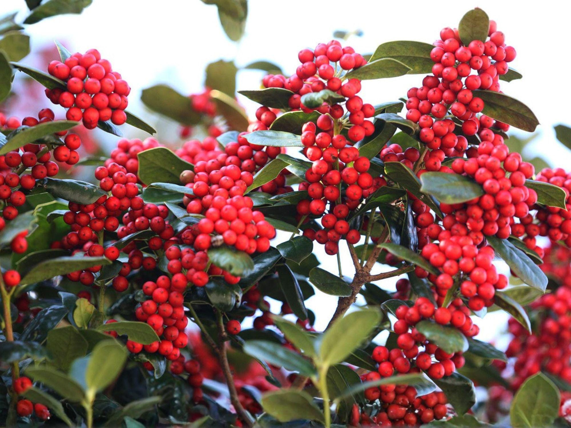 Chinese Holly Seeds – 10 Ilex Cornuta Evergreen Shrub Seeds for Hedges, Privacy Screens & Winter Interest