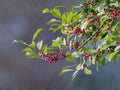 American Holly Seeds – 10 Ilex opaca Evergreen Tree Seeds for Native Landscaping, Wildlife Habitat & Winter Color