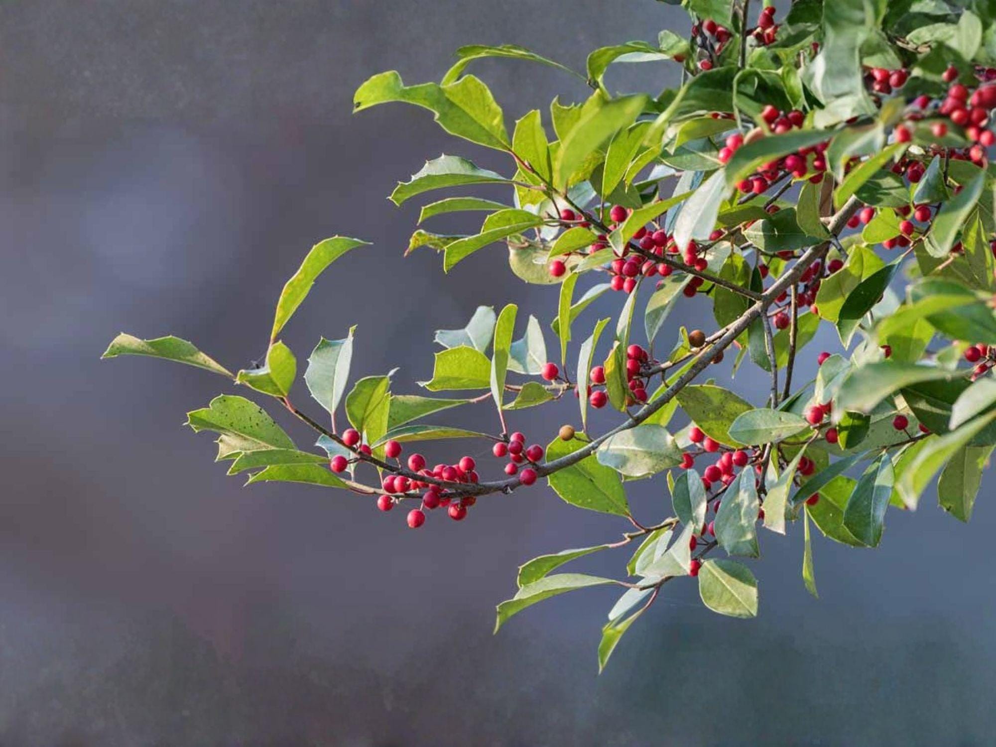 American Holly Seeds – 10 Ilex opaca Evergreen Tree Seeds for Native Landscaping, Wildlife Habitat & Winter Color