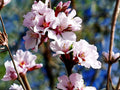 Nanking Cherry Seeds – 10 Prunus tomentosa Fruit Shrub Seeds for Edible Landscaping, Cold Hardy, Flowering Hedge, Wildlife Garden