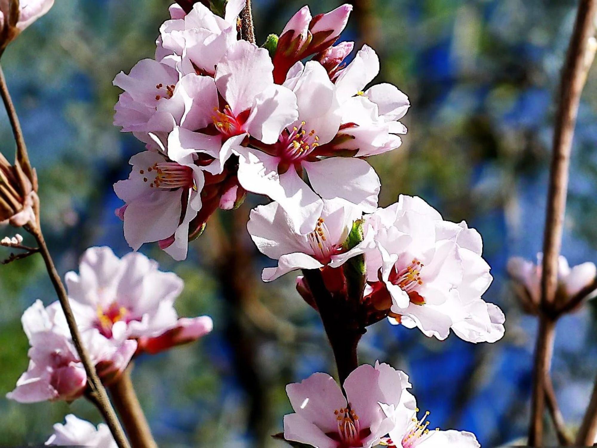Nanking Cherry Seeds – 10 Prunus tomentosa Fruit Shrub Seeds for Edible Landscaping, Cold Hardy, Flowering Hedge, Wildlife Garden