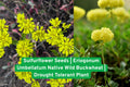 Sulfurflower Seeds | Eriogonum Umbellatum | Drought Tolerant Native Wild Buckwheat for Xeriscape & Rock Gardens