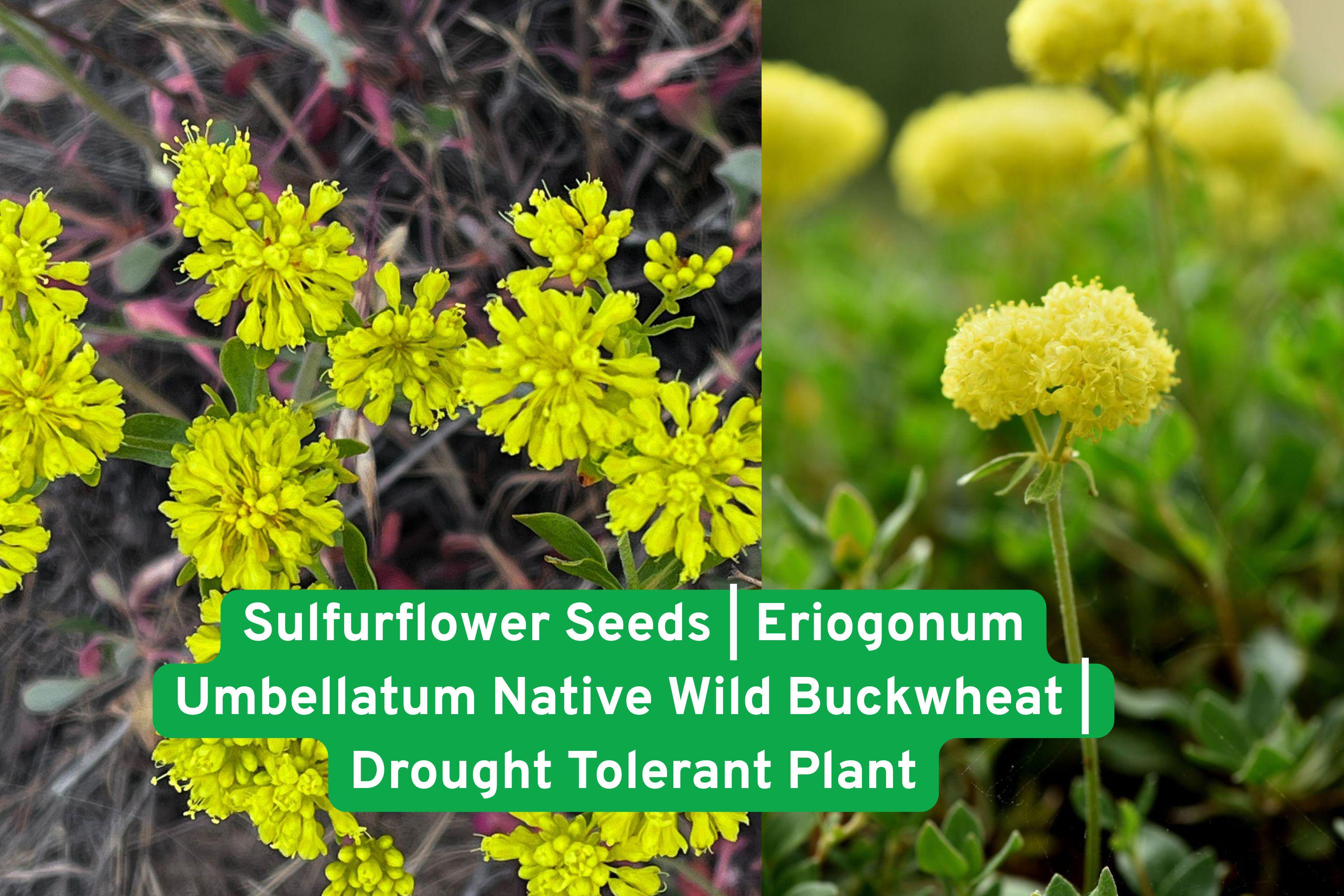 Sulfurflower Seeds | Eriogonum Umbellatum | Drought Tolerant Native Wild Buckwheat for Xeriscape & Rock Gardens