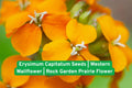 Erysimum Capitatum Seeds | Western Wallflower Native Wildflower for Rock Gardens & Prairie Landscapes | Drought Tolerant Pollinator Plant