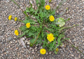 Dandelion Seeds, Edible Herb, Medicinal Plant, Pollinator Support, Taraxacum officinale, 250 Seeds