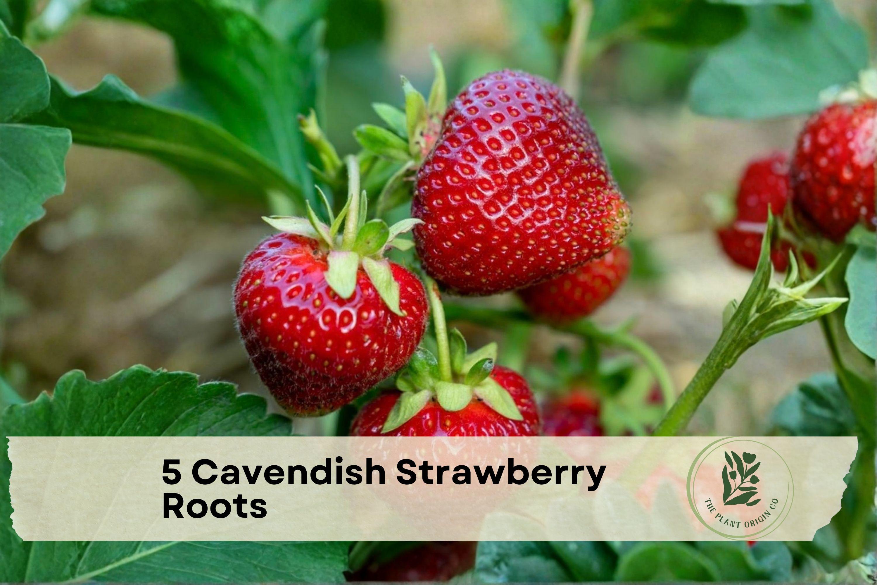 Cavendish Strawberry Bare Roots – 5 Live Fragaria x ananassa Plants for Home Garden, Containers, and Raised Beds