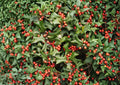 Chinese Holly Seeds – Evergreen Shrub, Red Berries, Ilex Cornuta, Ornamental Hedge & Landscape Plant