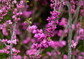 Chinese Redbud Tree Seeds – 10 Ornamental Pink Spring Bloom Cercis chinensis for Gardens and Landscapes