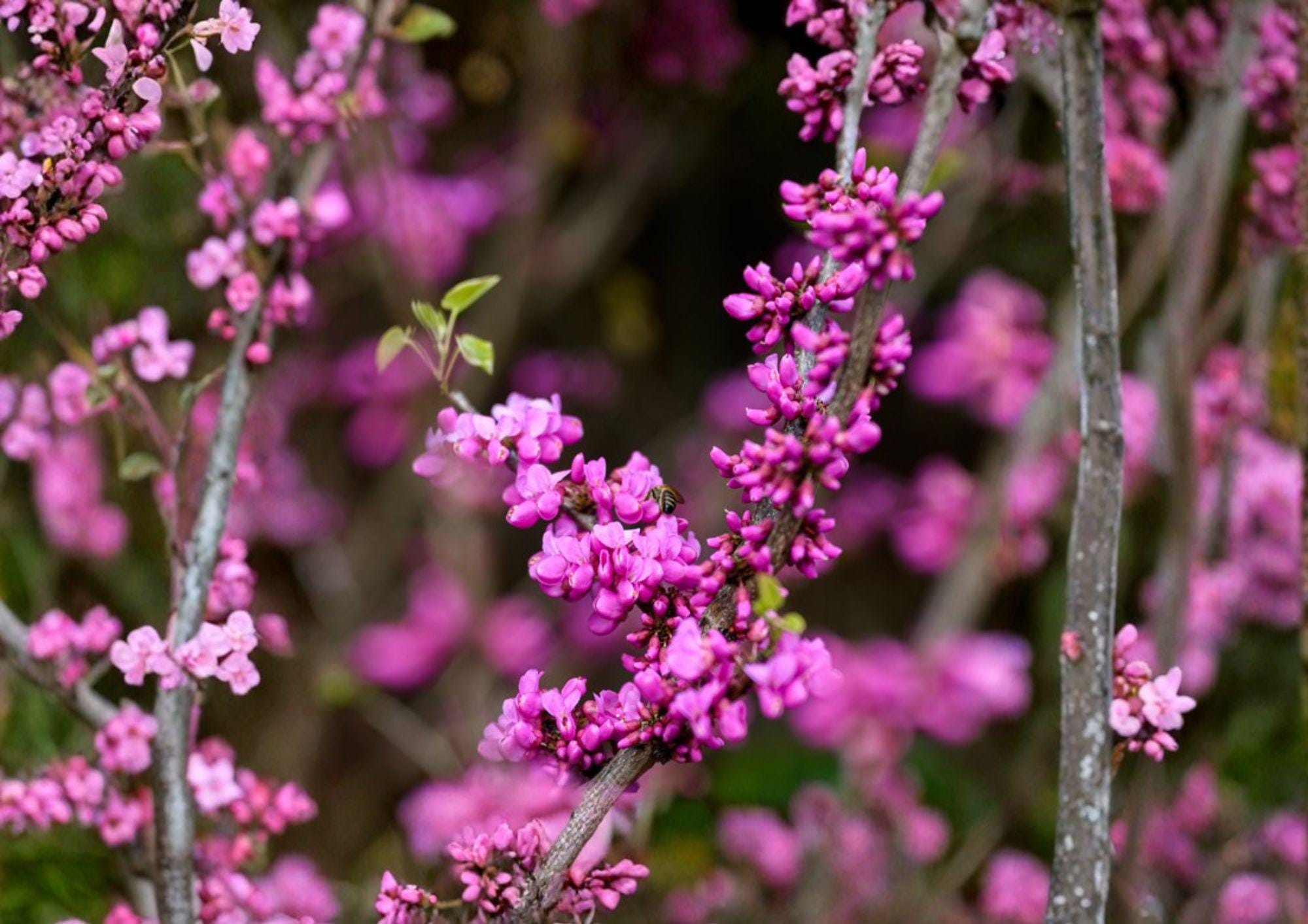 Chinese Redbud Tree Seeds – 10 Ornamental Pink Spring Bloom Cercis chinensis for Gardens and Landscapes