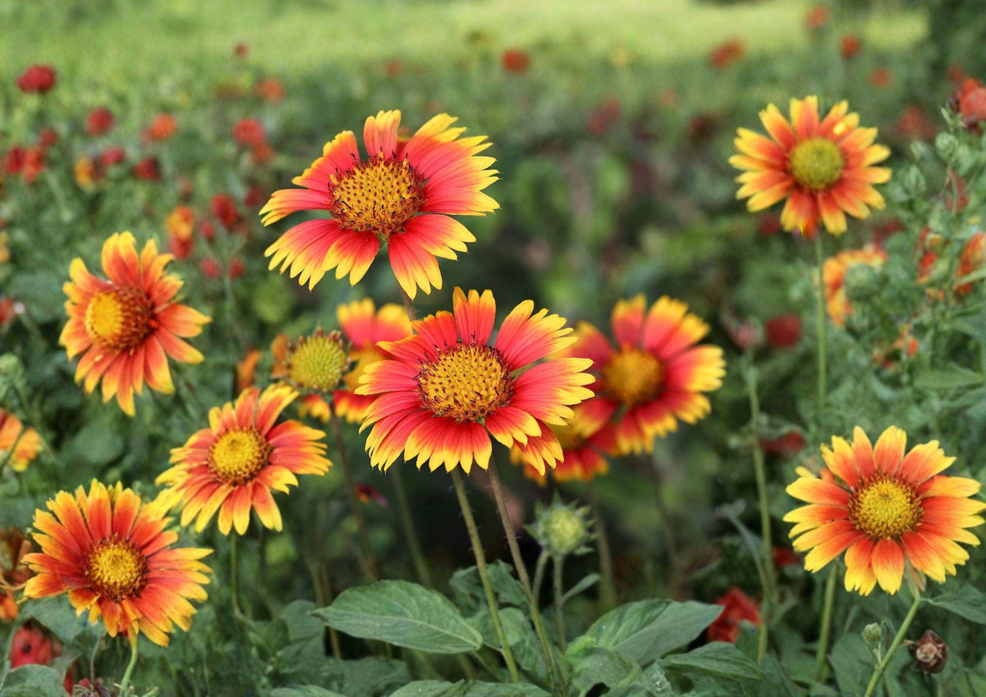 Indian Blanket Gaillardia Pulchella Seeds - Bright Red Yellow Wildflower for Pollinator Gardens & Borders