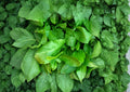 Large Leaf Sorrel Seeds, Hardy Perennial Culinary Herb, Rumex acetosa, Fresh Greens for Kitchen Gardens & Salads