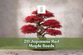20 Japanese Red Maple Seeds Acer palmatum Ornamental Deciduous Tree with Red Foliage for Bonsai & Landscaping